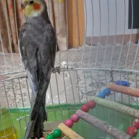 عروس هلندی نر سخن گو