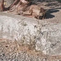 گمشده|حیوانات|ارومیه, |دیوار