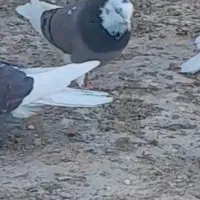 این کفتر یک هفته پیش باخت رفته دست