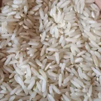 برنج طارم هاشمی دوباره کشت قیمت کیلویی ۲۹۰