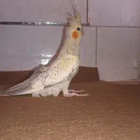 جوجه عروس هلندی نر ۳ ماهه|پرنده|اصفهان, ارداجی|دیوار