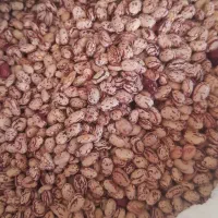 لوبیا چیتی|خوردنی و آشامیدنی|عجب شیر, |دیوار