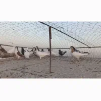 ۳۰ تا کفتر رنگه|پرنده|ششطراز, |دیوار