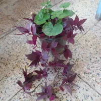 گل طبیعی ۵۰عدد|گل و گیاه طبیعی|جیرفت, |دیوار