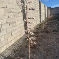 زمین ویلایی پردیس باسمنج