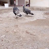 یه جفت بوقلمون برونز1ساله سرحال.|حیوانات مزرعه|مزرعه کتول, |دیوار