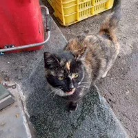 حیوان خانگی