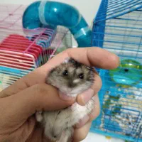 همستر کمپل معاوضه با سوری