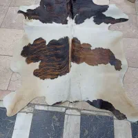 پوست گاوی ، پوست گاو دباغی شده