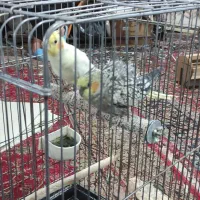 دو عدد عروس هلندی|پرنده|محمدشهر, شهرک چمران|دیوار