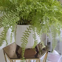 گل سرخصی سالم سرحال|گل و گیاه طبیعی|مشهد, کوی ولیعصر|دیوار