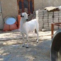 فروش نری صومال درجه یک