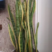 سانسوریا و زاموفیلیا|گل و گیاه طبیعی|قم, امامزاده ابراهیم|دیوار