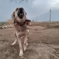 سگ پژدر نر و ماده.|سگ|علی‌آباد کتول, |دیوار