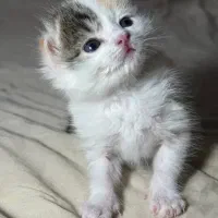 اسکاتیش میکس