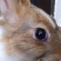 خرگوش|موش و خرگوش|رشت, لاکان|دیوار