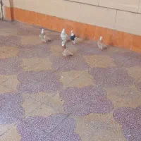 کبوتر طوقی|پرنده|بهبهان, |دیوار