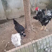 مرغ گردن لخت خروس گلین