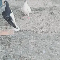 یک جفت جوجه چپی و یال