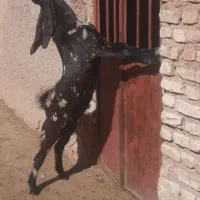 کره اسرائیلی اصل|حیوانات مزرعه|شیراز, کفترک|دیوار