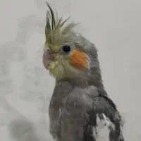 جوجه عروس هلندی