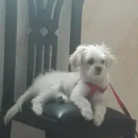 واگذاری سگ|سگ|پاکدشت, پاکدشت (مامازند)|دیوار