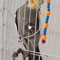 مژدگانی عروس هلندی گم شده