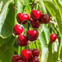 نهالستان احسان میرزایی