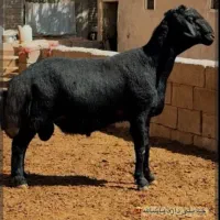 قوچ غزل افشار اصل همو و هترو پلاک شده