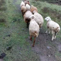 فروش گوسفند و بره