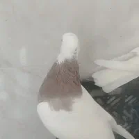 کبوتر طوقی|پرنده|شاهینشهر, حاجی آباد|دیوار