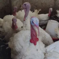 بوقلمون گوشتی درصحنه