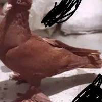 یک عدد کفتر یاهو ماده