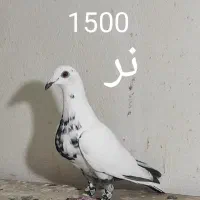 کبوتر آلمانی و رنگی همه پرشی