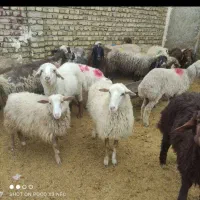 گوسفند خونی