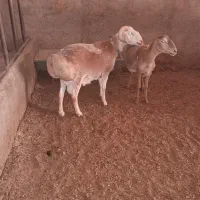 فروش میش و قوچ چینی قندونزی