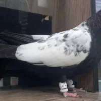 جوجه کفتر رنگی
