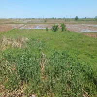 زمین-فروشی-در-خطبه-سرای-تالش