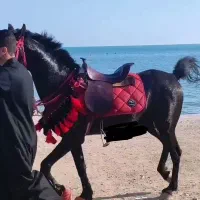 زین اسب و عرقگیر