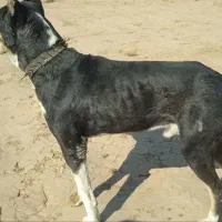 سگ گله|سگ|عطاملک, |دیوار