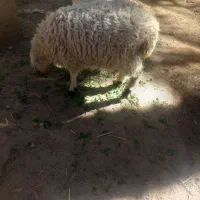 گوسفند|حیوانات مزرعه|نرماشیر, |دیوار