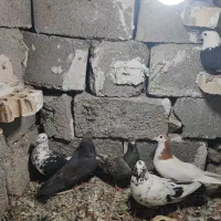 کبوتر معمولی