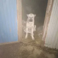 سگ واگذاری اصیل سراب