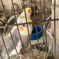 عروس هلندی|پرنده|مشهد, بهشت|دیوار