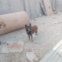 سگ ژرمن|سگ|آبپخش, |دیوار