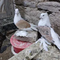 پاپر|پرنده|لالجین, |دیوار