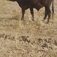 گاو نر گوشتی|حیوانات مزرعه|خواجه, |دیوار