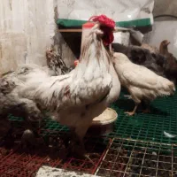 مرغ و خروس گلین