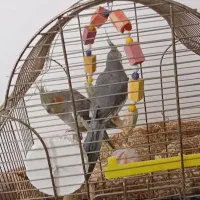 2عدد عروس هلندی