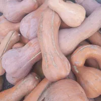 کدوی شیرین عسلی|خوردنی و آشامیدنی|کاشان, پامنار|دیوار